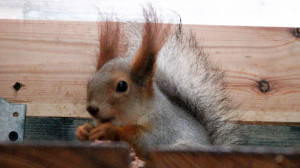 «Дичальник» — детсад для хвостатых сирот: как адаптируют брошенных бельчат к жизни в дикой природе