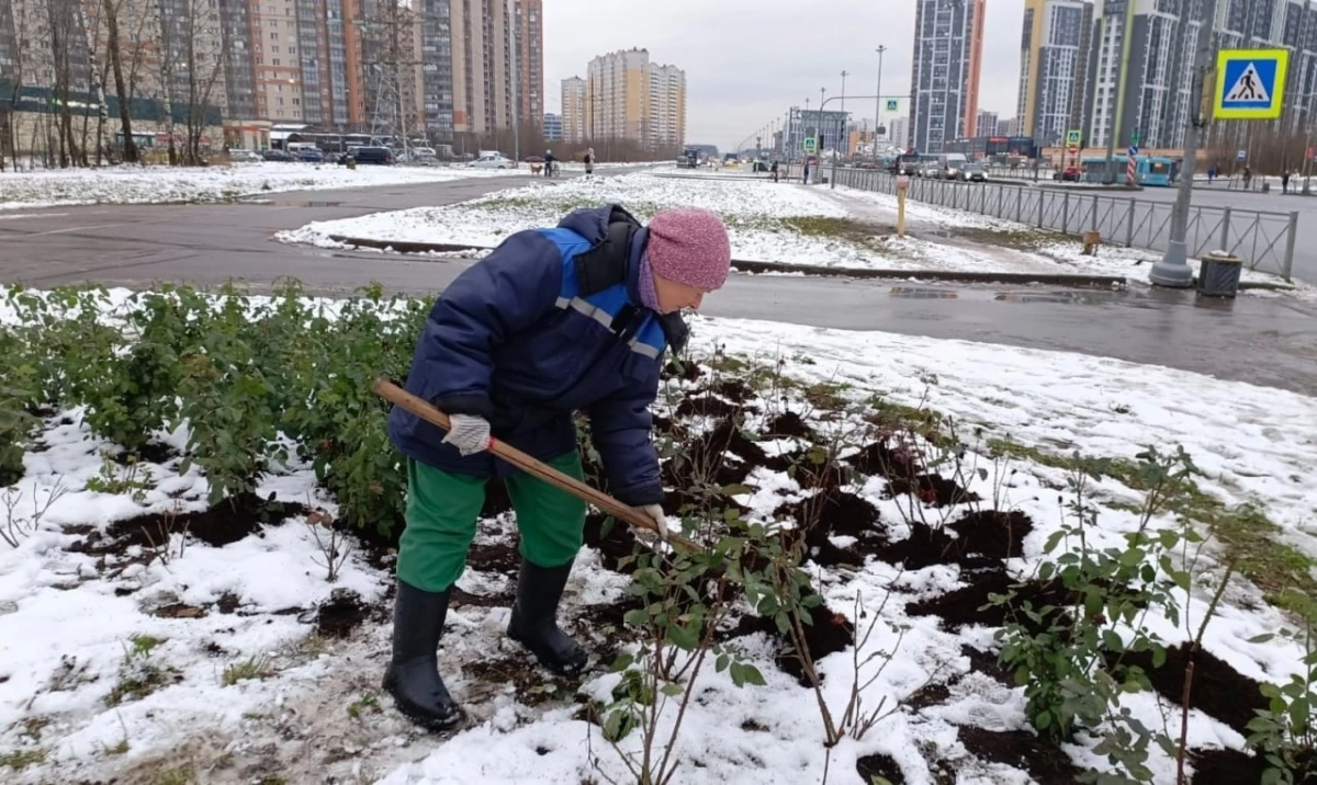 Спасение от холода: молодые деревья в петербургских парках накрыли торфяными «одеялами» - tvspb.ru