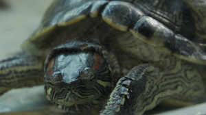 Неудобные долгожители. Почему так часто красноухих черепах подбрасывают в зоопарк?