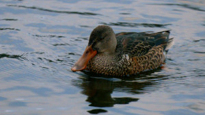 Дикие выходные с Павлом Глазковым. Природный заказник «Западный Котлин»