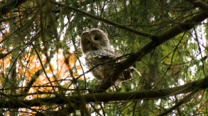 Дикие выходные с Павлом Глазковым. Природный заказник «Тарховский»