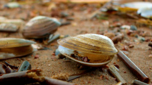 Дикие выходные с Павлом Глазковым. Природный заказник «Тарховский»