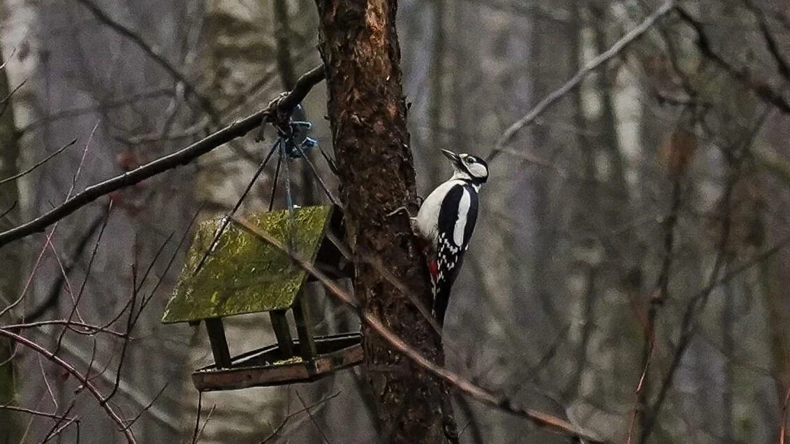 В Петербурге стартовал цикл орнитологических экскурсий - tvspb.ru
