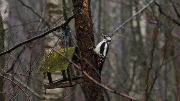 В Петербурге стартовал цикл орнитологических экскурсий