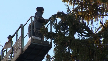 Автовышки для игрушек и хлопушек: как и чем украсят главную ель Петербурга на Дворцовой