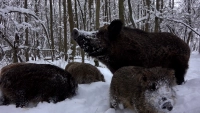 Гон кабанов не закончился: петербуржцам рассказали, как обезопасить себя при встрече с диким животным