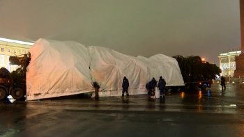 На Дворцовую площадь привезли главную новогоднюю елку города