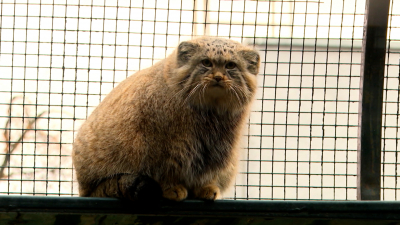 Манулу Шу нашли невесту из Барнаула