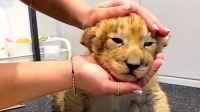 Росприроднадзор начал поиски владельца львенка из груминга после резонансного видео