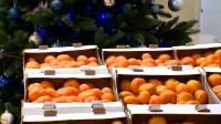 10 тонн мандаринов доставили в Петербург из Абхазии – фрукты отправят в детские дома
