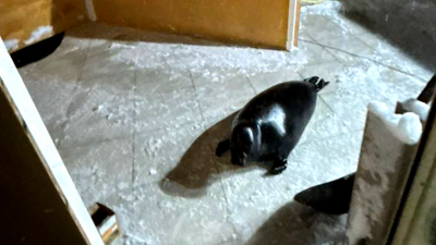 Подарок для нерп: Крошик и Шлиссик в Новый год отметят новоселье