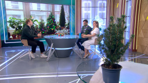 Вечно молодые и вечно зелёные. Как ухаживать за домашними хвойными растениями