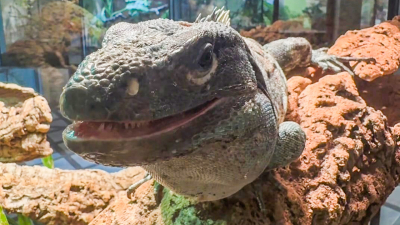 Ленинградский зоопарк показал уникальную красоту чёрной шипохвостой игуаны — чешуя словно мозаика