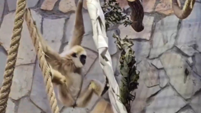 Ленинградский зоопарк объявил сбор пожарных рукавов для животных