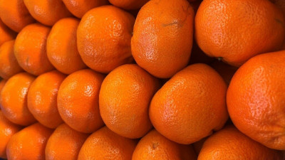 С начала года в Петербург ввезли более 126 тысяч тонн импортных мандаринов