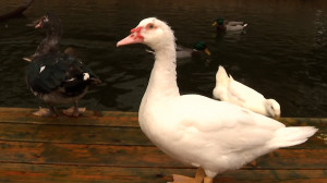 Большие и добрые: как поживают индоутки Приморского парка Победы