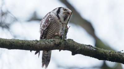 Редкую сову заметили на Елагином острове