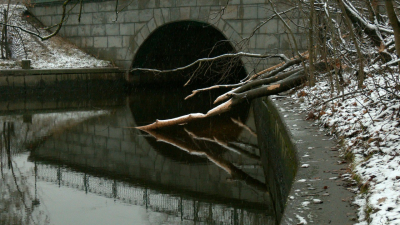 Семью бобров заметили в парке Екатерингоф