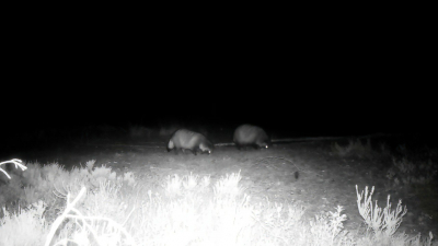 Из-за аномально теплой зимы енотовидные собаки запели серенады в Ленобласти