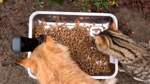 Prohor.TV – доставка только для котиков: как петербургский блогер создал проект помощи бездомным хвостатым и покорил весь мир