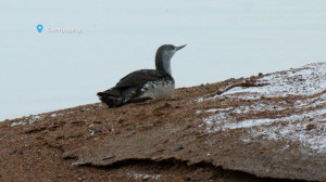Транзит краснозобой гагары, полезные водоросли для лосиного семейства и встреча отважной белки с доброй совой — свежие лесные новости от Павла Глазкова