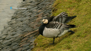 Пара белощёких казарок на отдыхе, тайный язык лосей и гроза леса — куница на Елагином: свежие лесные новости от Павла Глазкова