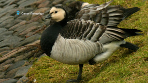 Пара белощёких казарок на отдыхе, тайный язык лосей и гроза леса — куница на Елагином: свежие лесные новости от Павла Глазкова