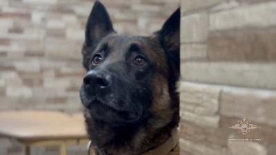 Собачий патруль: как пес Опер нашел в Красногвардейском районе заблудившегося пятилетнего мальчика