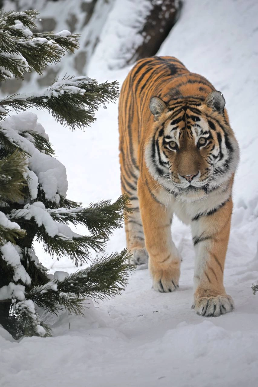 Ленинградский зоопарк планирует получить нового тигра после гибели Амадея - tvspb.ru