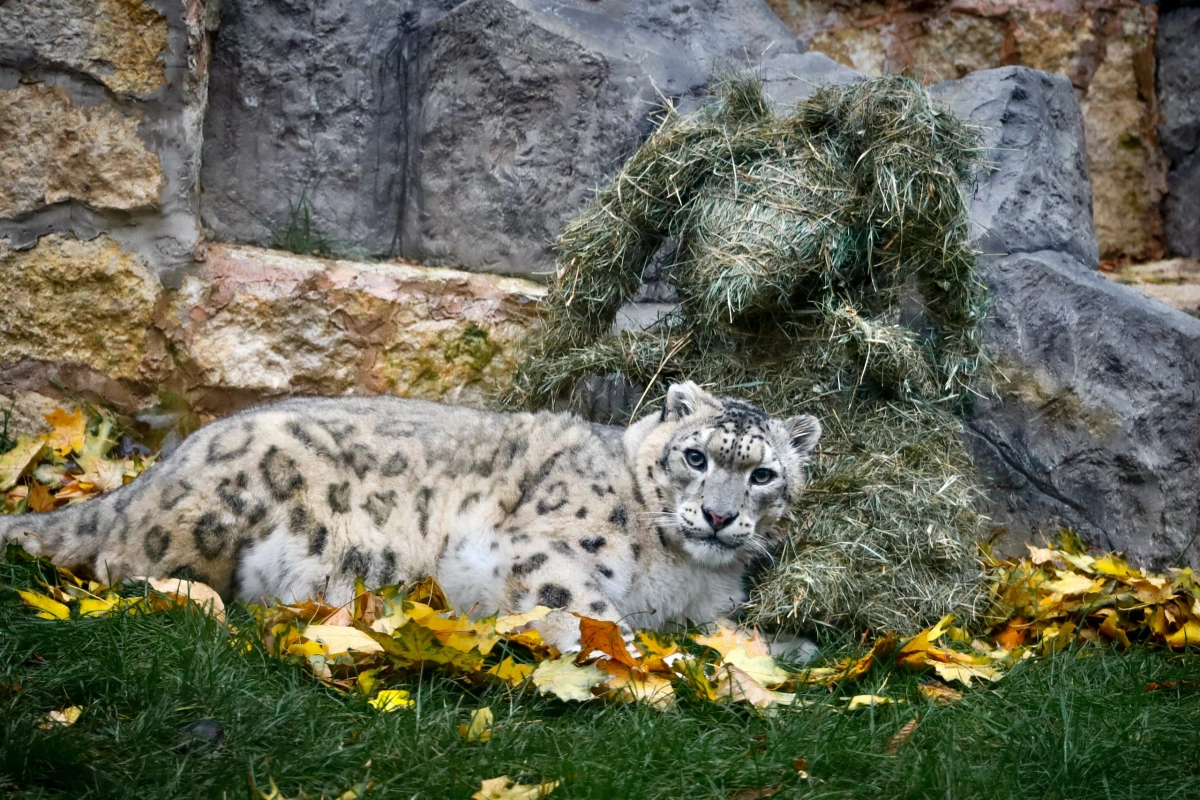 Краснокнижные котята: в Красноярском крае зафиксировали рекорд по рождению ирбисов - tvspb.ru