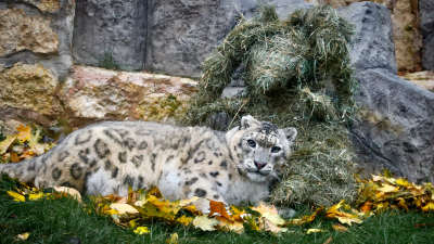 Краснокнижные котята: в Красноярском крае зафиксировали рекорд по рождению ирбисов