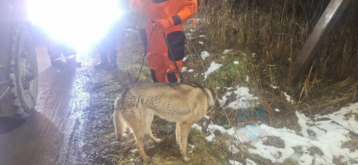 В Тосно спасатели вернули хозяйке собаку, выбежавшую на тонкий лед водоема - tvspb.ru