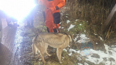 В Тосно спасатели вернули хозяйке собаку, выбежавшую на тонкий лед водоема