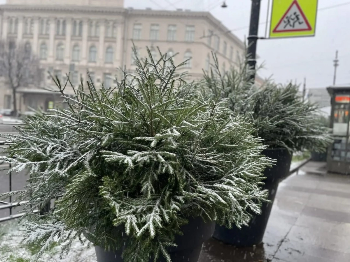 Елки на Невском: в Петербурге появились первые предвестники Нового года - tvspb.ru