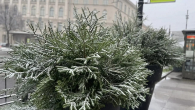 Елки на Невском: в Петербурге появились первые предвестники Нового года