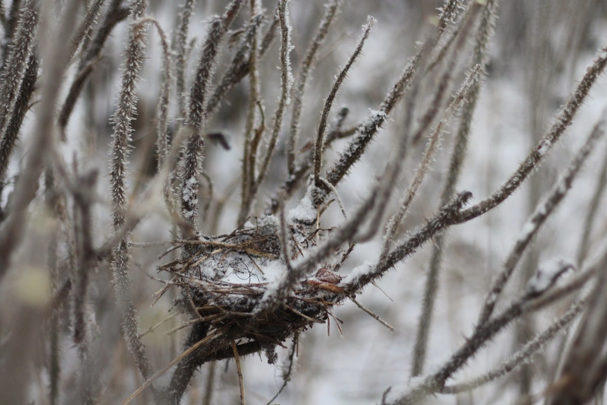 В Сосновой Поляне при обрезке кустарников сохранили птичье гнездо - tvspb.ru