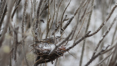 В Сосновой Поляне при обрезке кустарников сохранили птичье гнездо