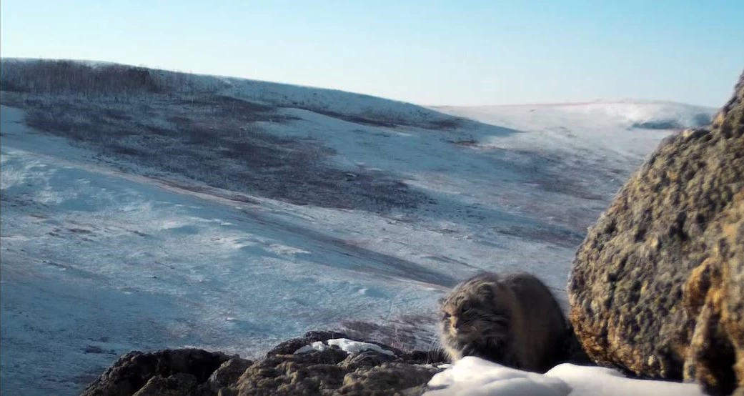 Ленинградский и Московский зоопарки выпустили документальный фильм о манулах - tvspb.ru