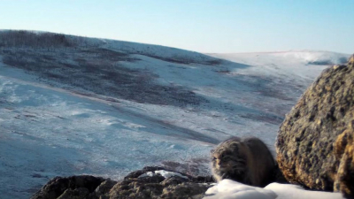 Ленинградский и Московский зоопарки выпустили документальный фильм о манулах