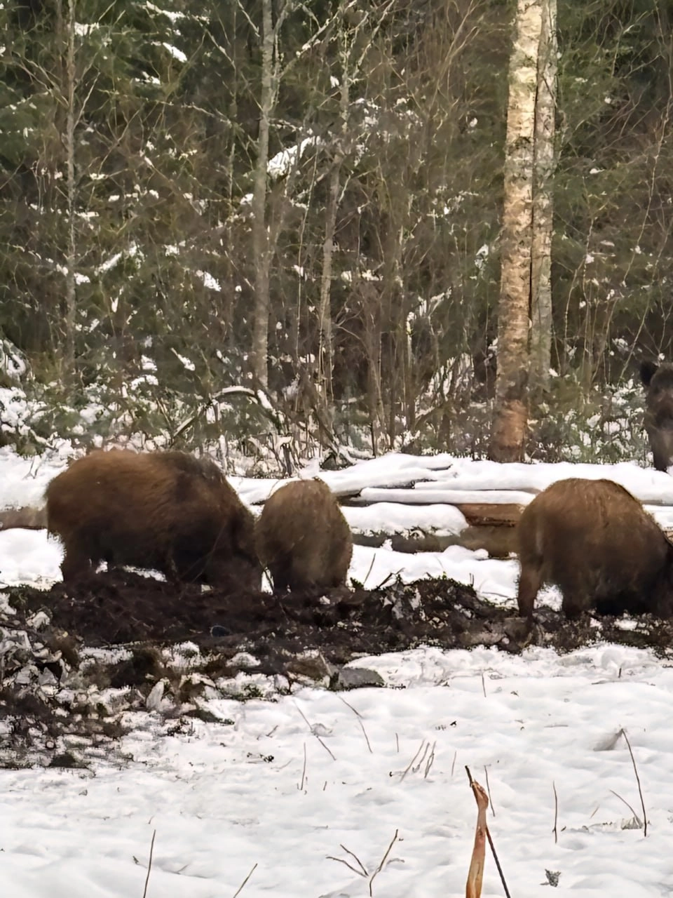 Разбойное нападение: в Зеленогорском питомнике разбушевались кабаны - tvspb.ru