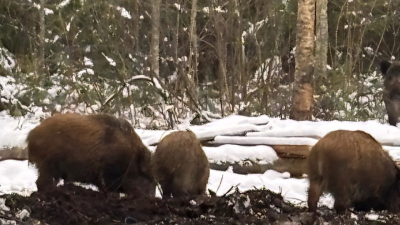 Разбойное нападение: в Зеленогорском питомнике разбушевались кабаны