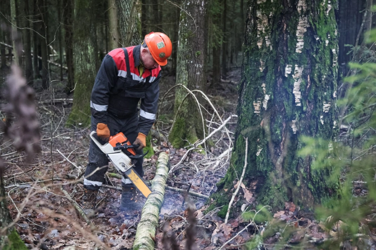 Как в Петербурге используют деревья, упавшие из-за ветра или пострадавшие от вредителей - tvspb.ru