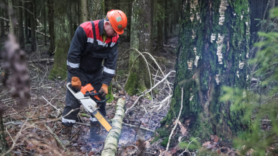 Как в Петербурге используют деревья, упавшие из-за ветра или пострадавшие от вредителей