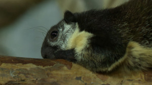 Очень скромная Рики-Мики: новосёл Ленинградского зоопарка двухцветная гигантская белка