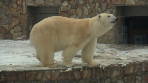 Радуются снегу, набирают вес. Зима в Зоопарке
