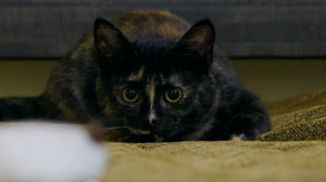 Кошечка Юня — новая котосотрудница лютеранской церкви Яани Кирик