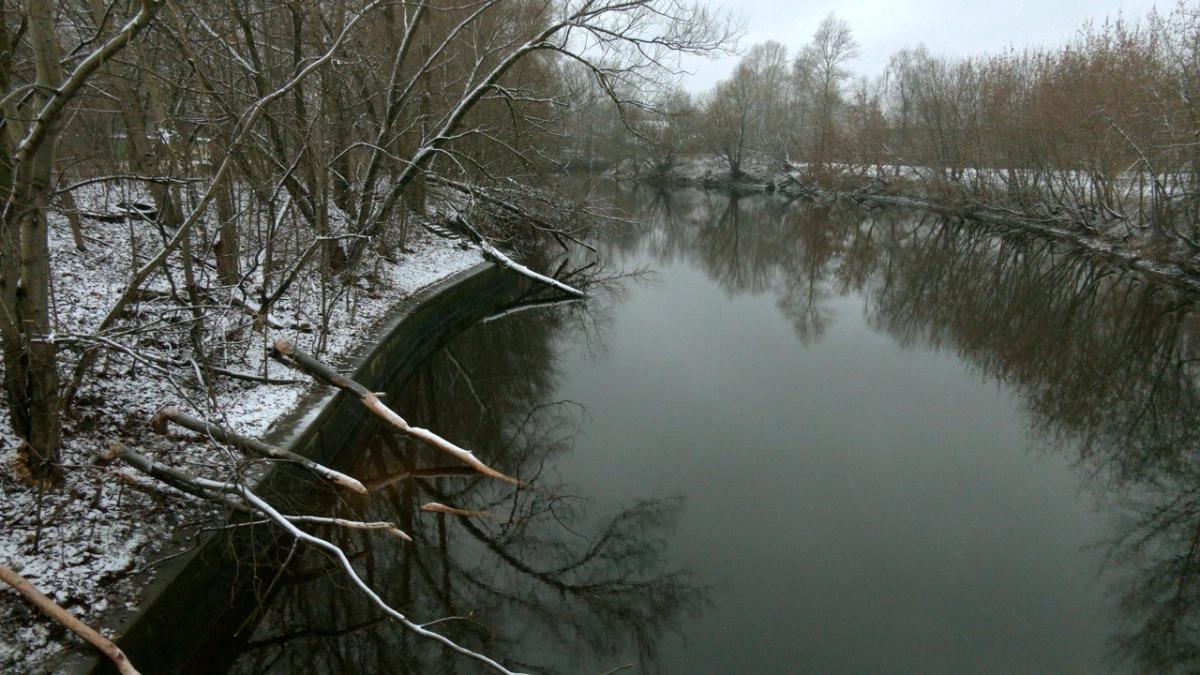 На берегу Таракановки поселились бобры - tvspb.ru
