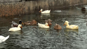 Серая шейка нашего времени: как правильно помочь вмёрзшей в лёд уточке, чтобы никто не пострадал