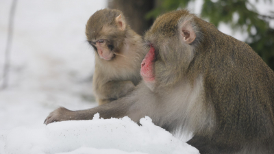 Ленинградский зоопарк рассказал о программе на детские новогодние каникулы с 2 по 8 января