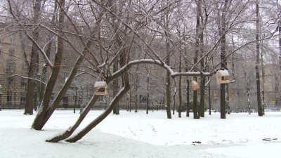 Скандинавский антициклон принесет в Петербург сильные морозы